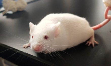 Animal testing in university laboratories in China