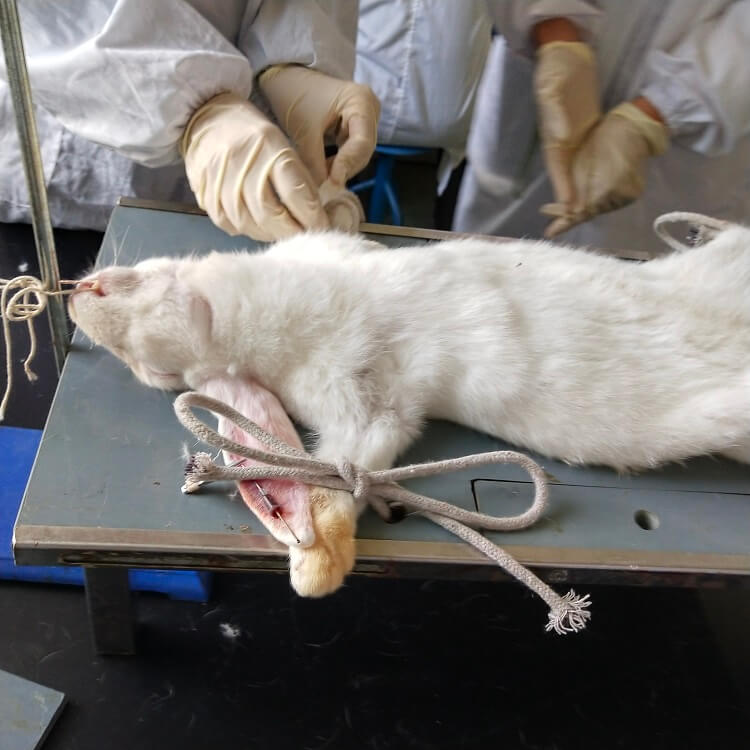 Rabbit being tested on in China
