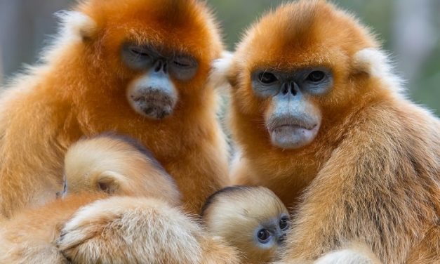 11 amazing animals in China and where to see them